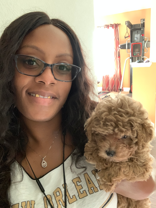 Happy Cavapoo Pup in Harker Heights TX