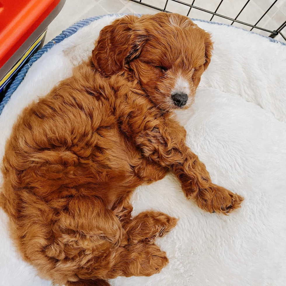 Little Cavoodle Poodle Mix Pup