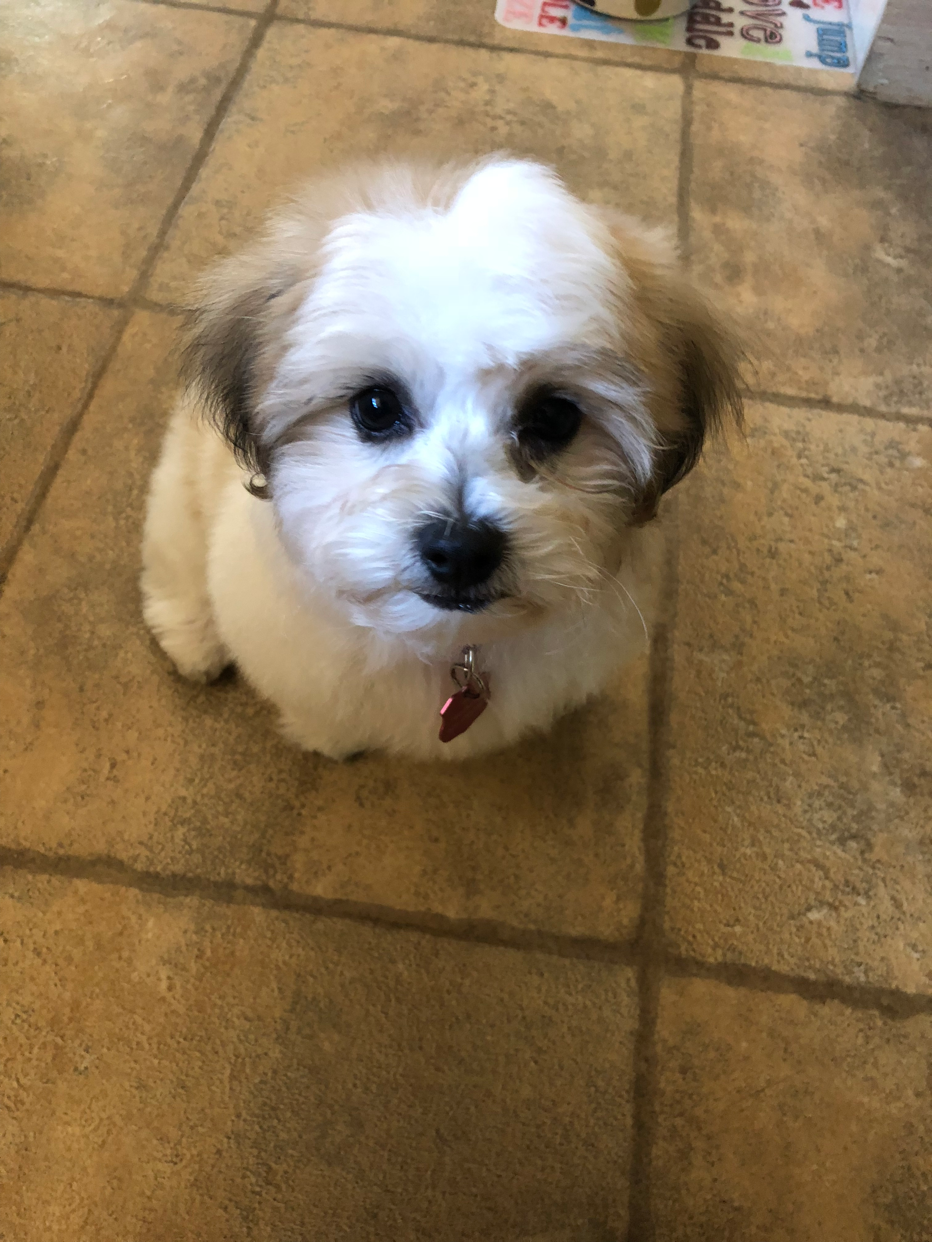 Little Shi Chon Designer Puppy