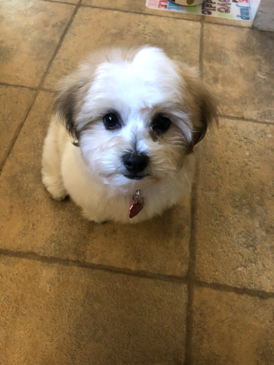 Happy Teddy Bear Pup in Pierre SD