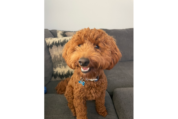 Hypoallergenic Golden Retriever Poodle Mix Puppy