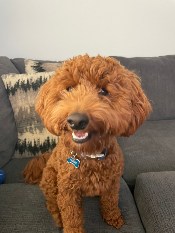 Petite Mini Goldendoodle Poodle Mix Pup