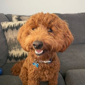 Petite Mini Goldendoodle Poodle Mix Pup