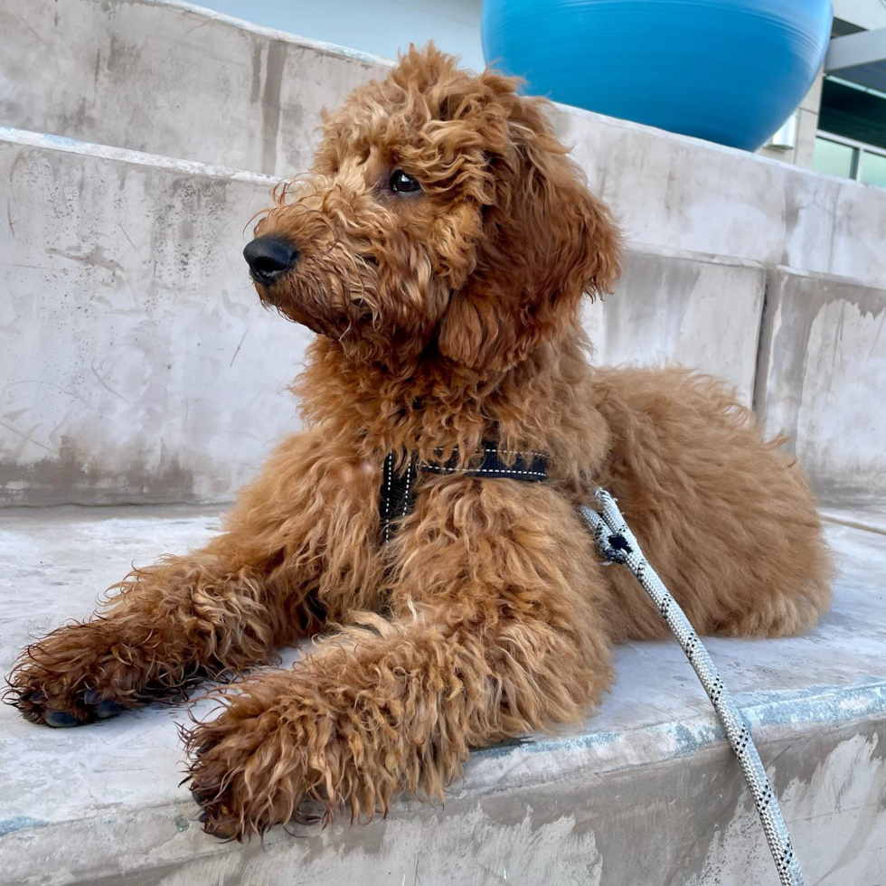 Mini Goldendoodle Being Cute