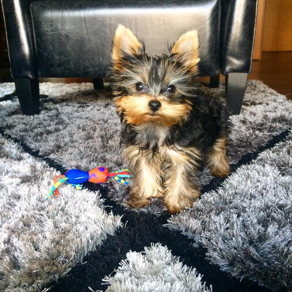 Sweet Yorkie Purebred Pup