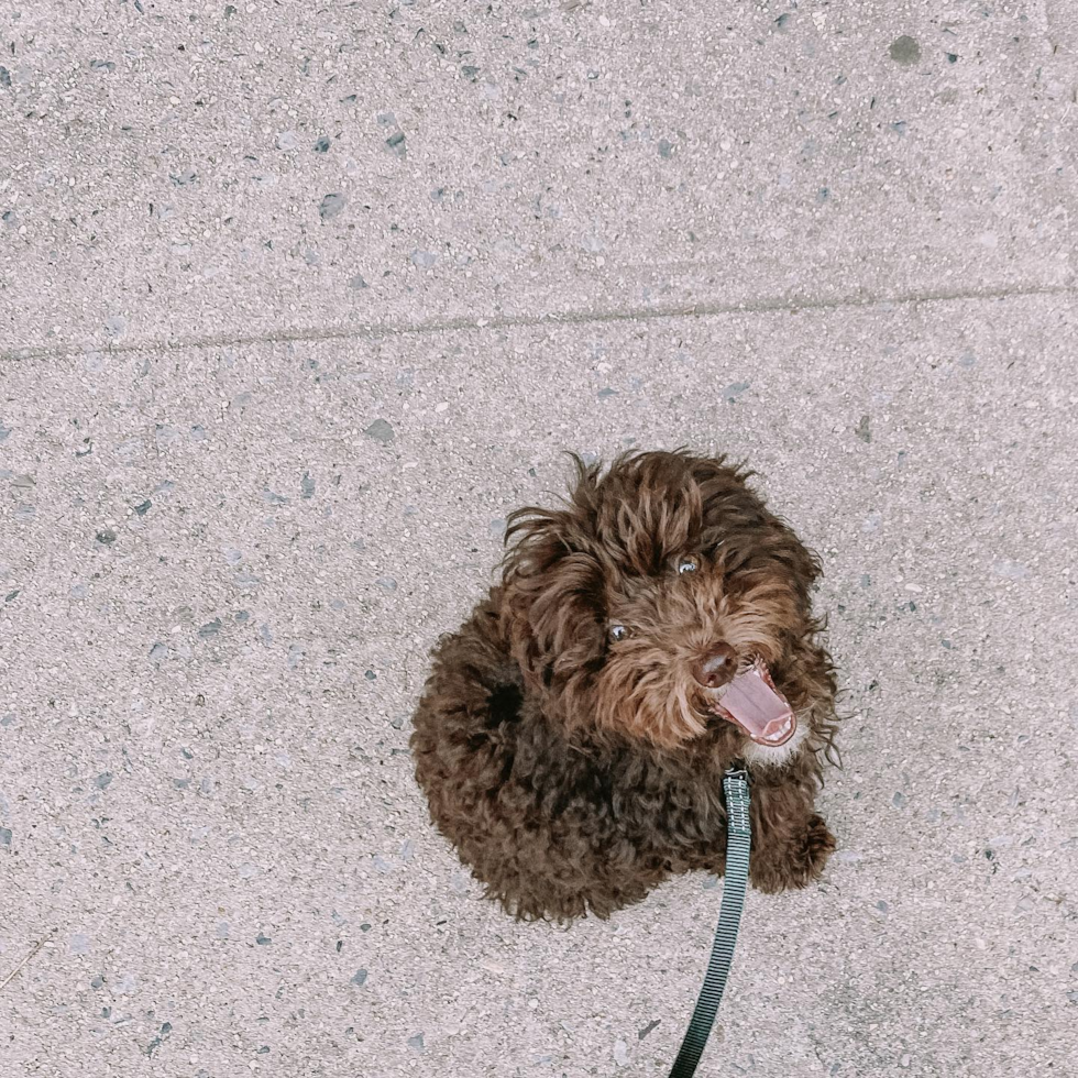 Energetic Poodle Pup in Brooklyn NY