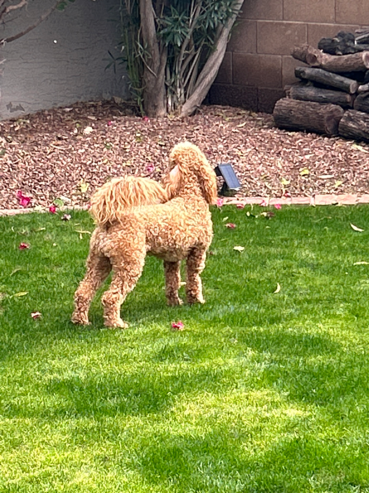 Little Golden Retriever Poodle Mix Pup