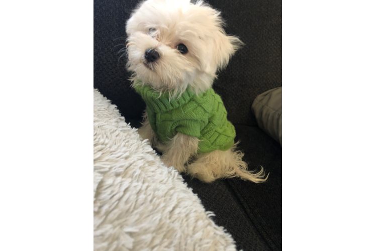 Fluffy Maltese Purebred Puppy