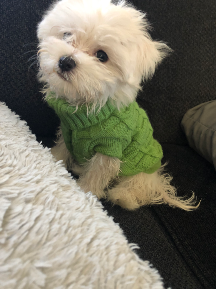 Small Maltese Pup