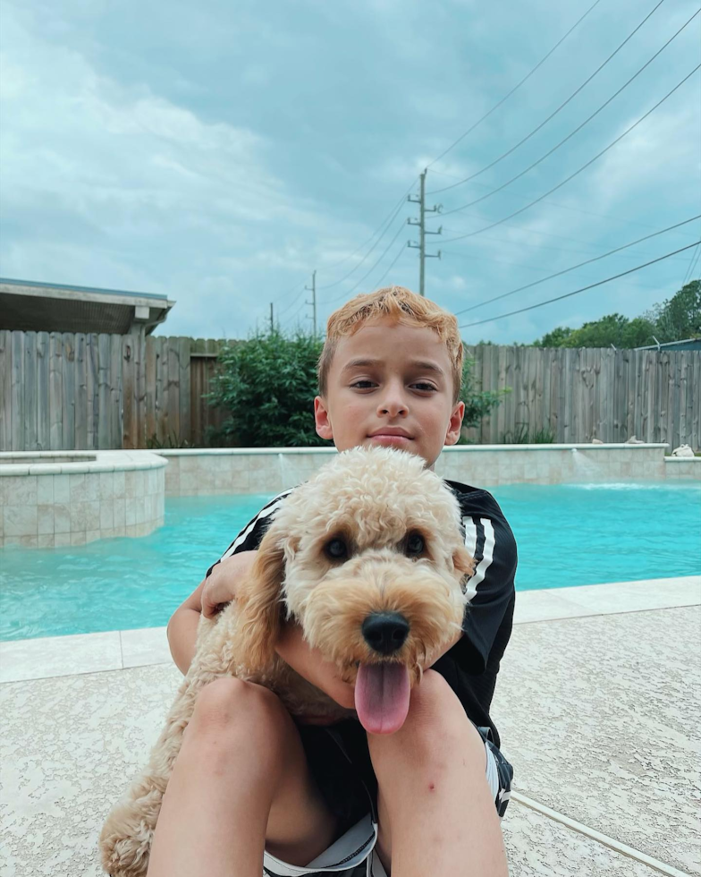 Mini Goldendoodle Being Cute