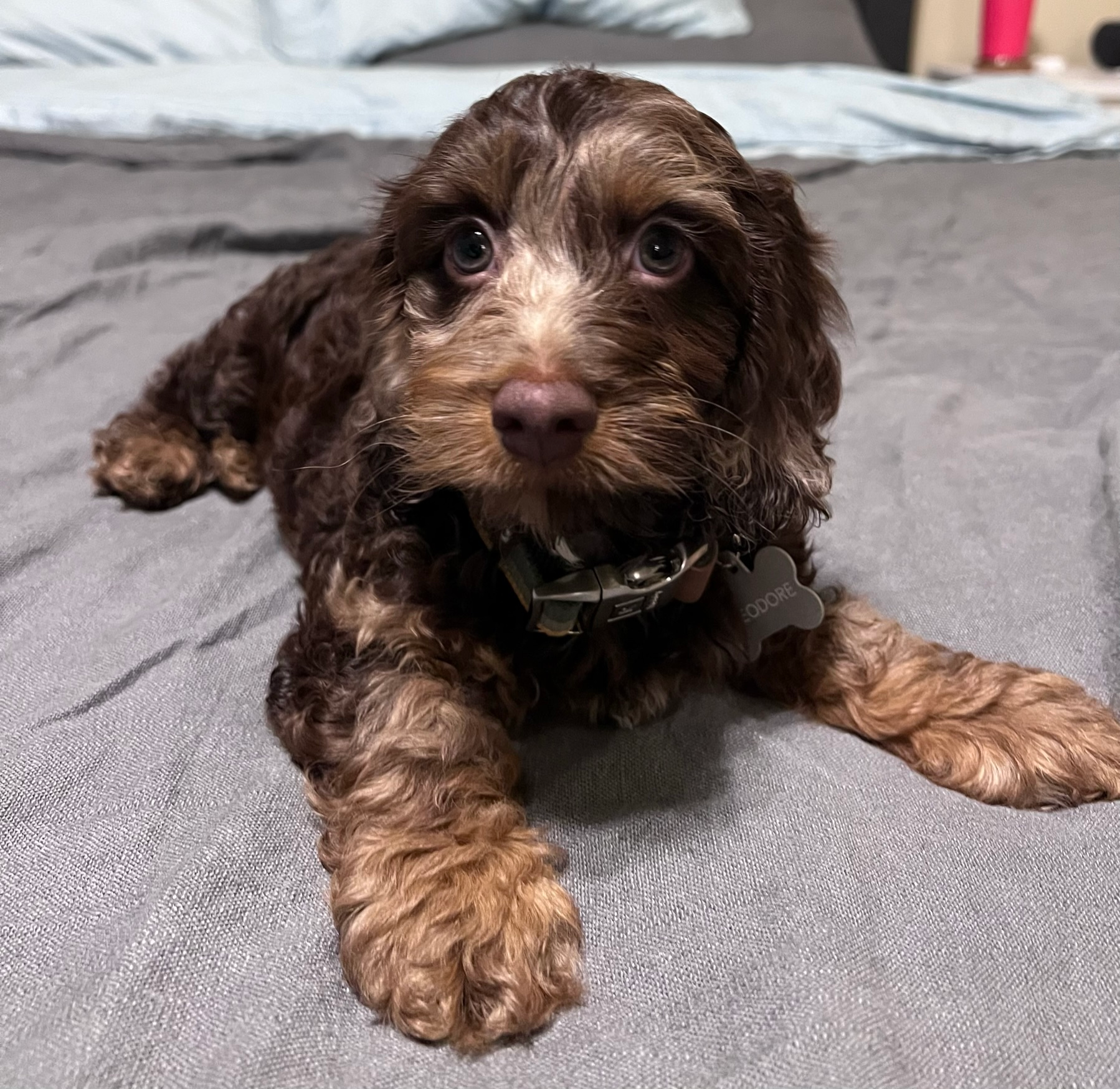 Happy Cockapoo Baby