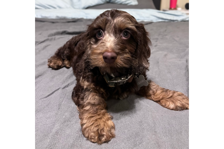 Happy Cockapoo Baby