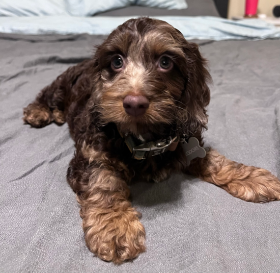 Cockapoo Being Cute