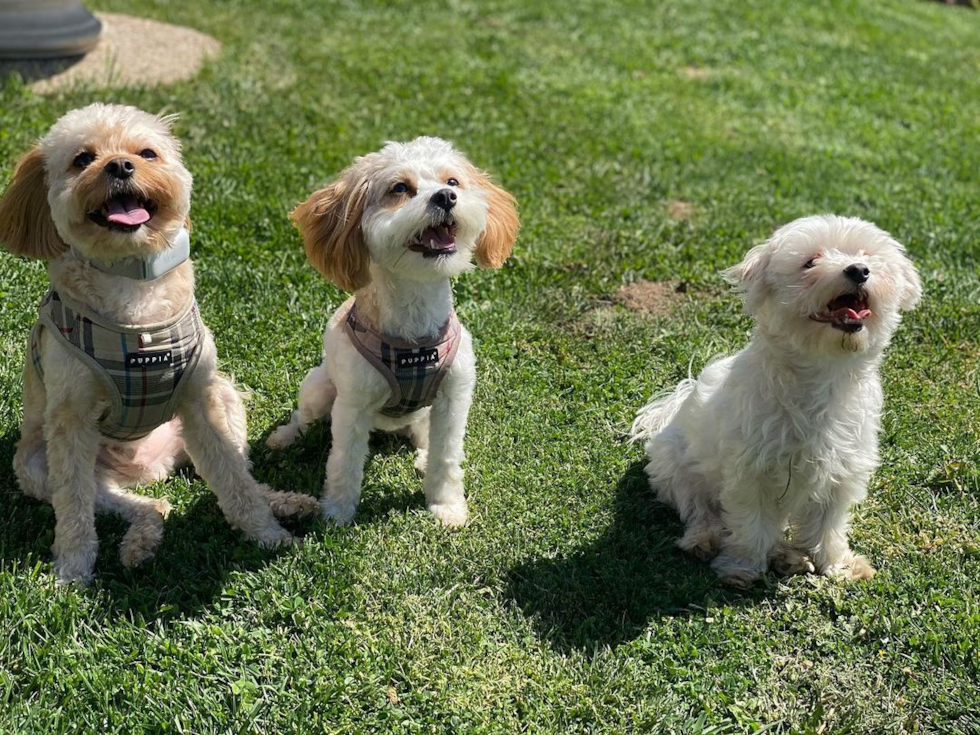 Small Cavachon Pup in Los Angeles CA