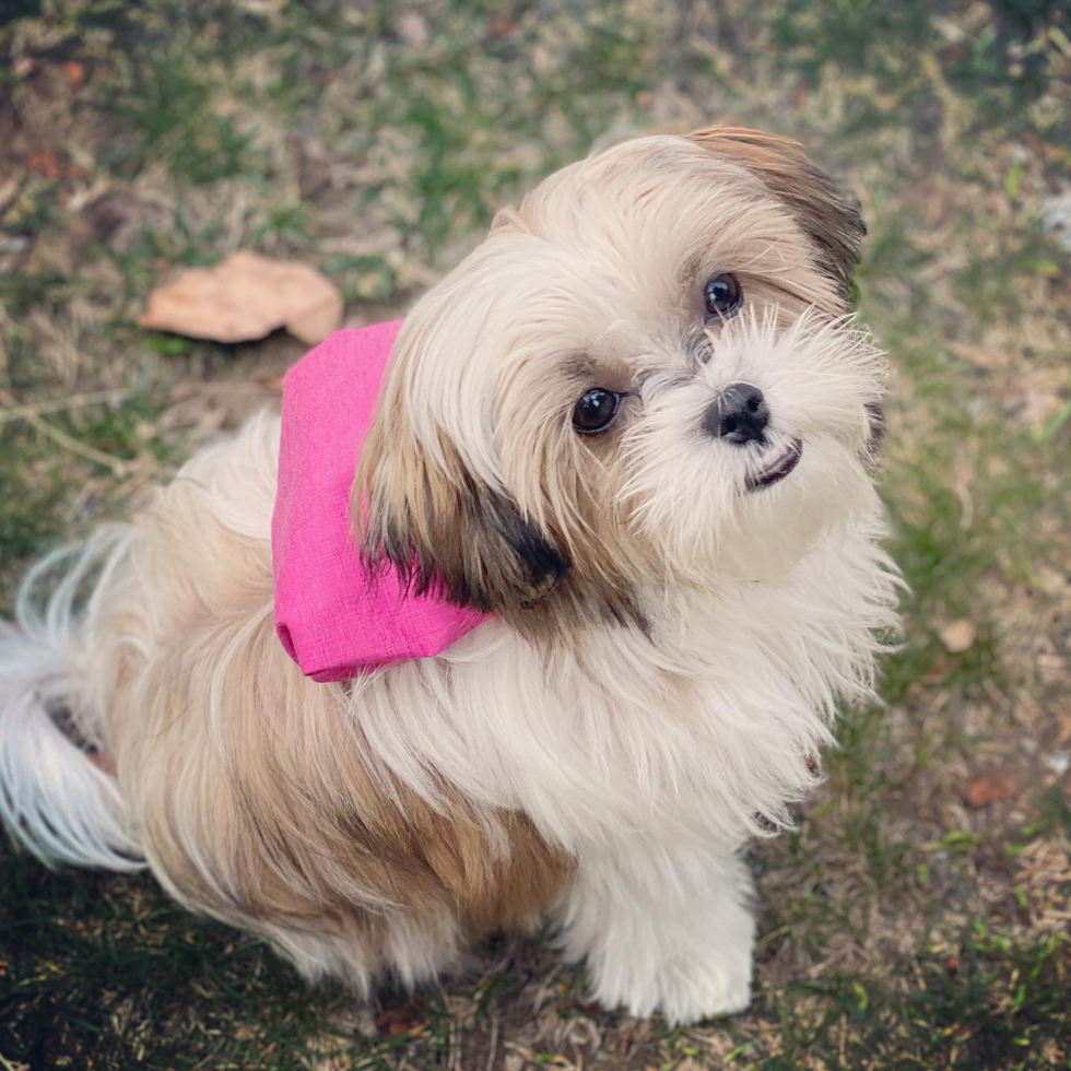 Happy Teddy Bear Pup in Ladera Ranch CA