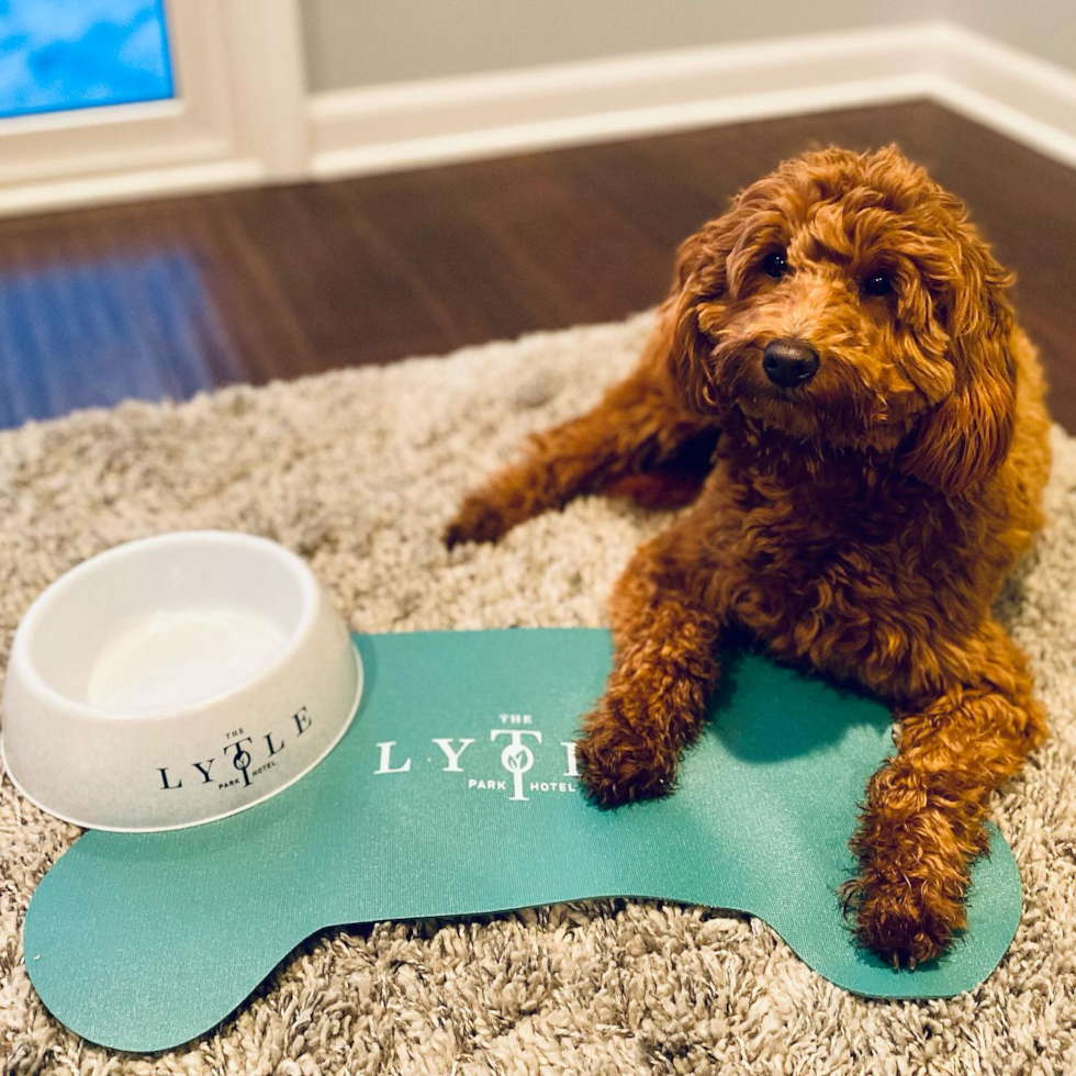 Happy Mini Goldendoodle Pup in Grand Blanc MI