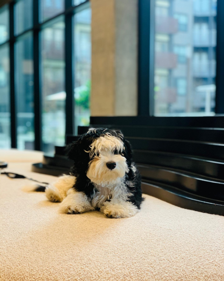 Mini Sheepadoodle Being Cute