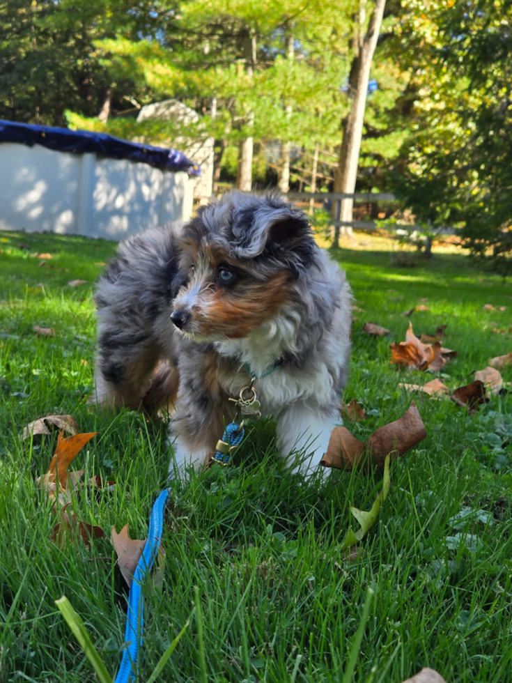 Mini Aussiedoodle Pup
