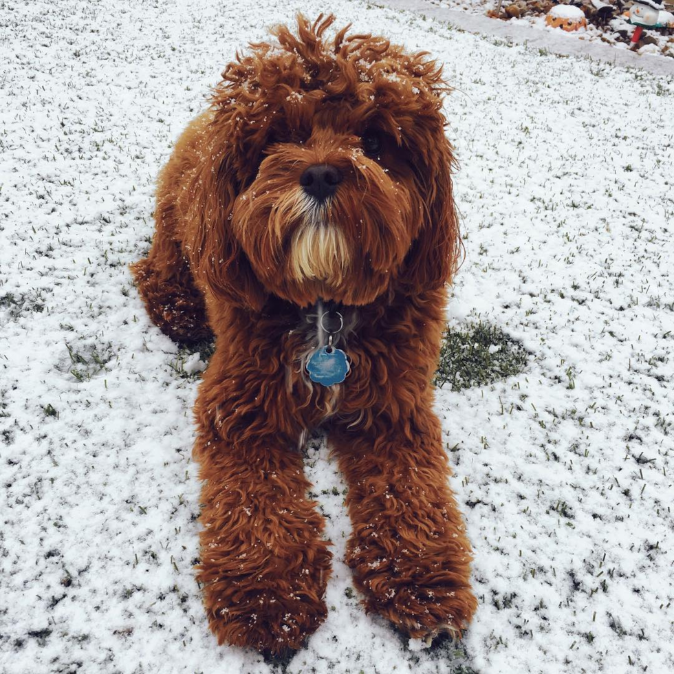 Fluffy Cavapoo Poodle Mix Pup