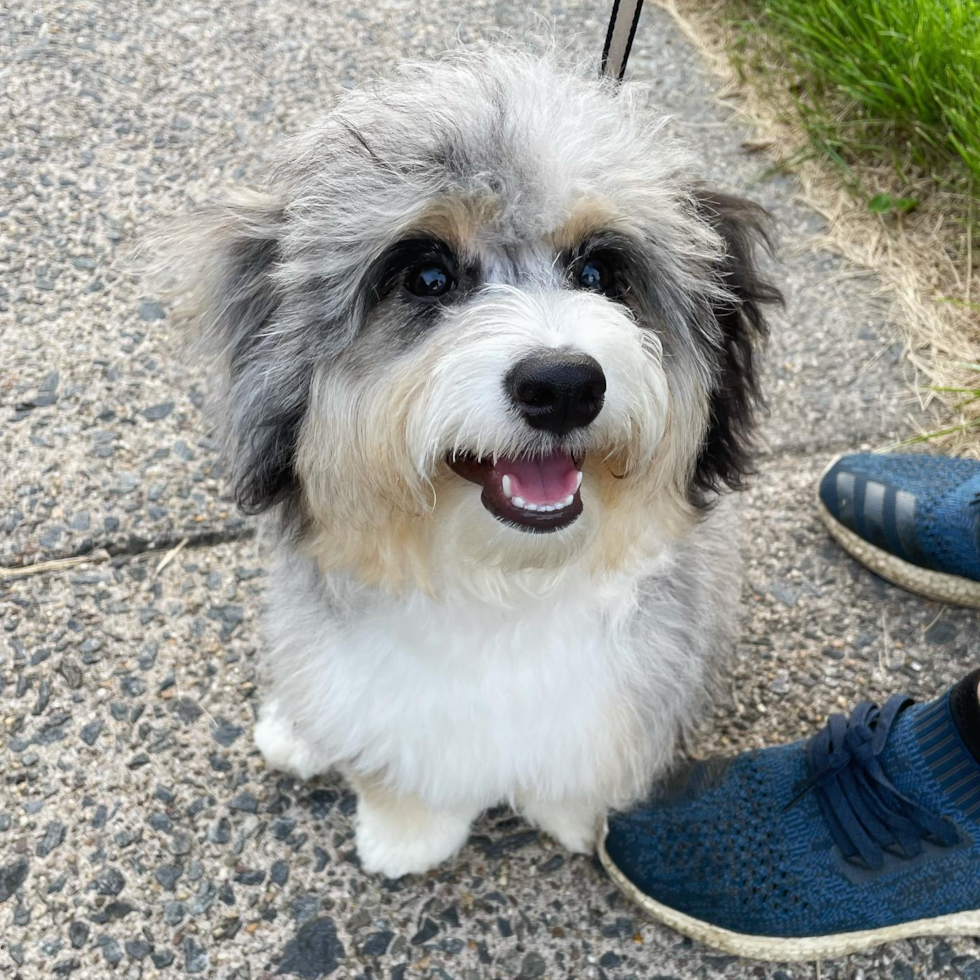 Happy Aussiechon Pup