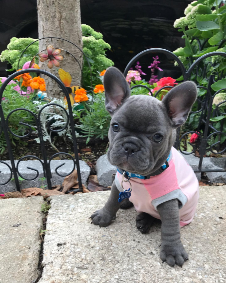 Petite French Bulldog Pup in New York NY