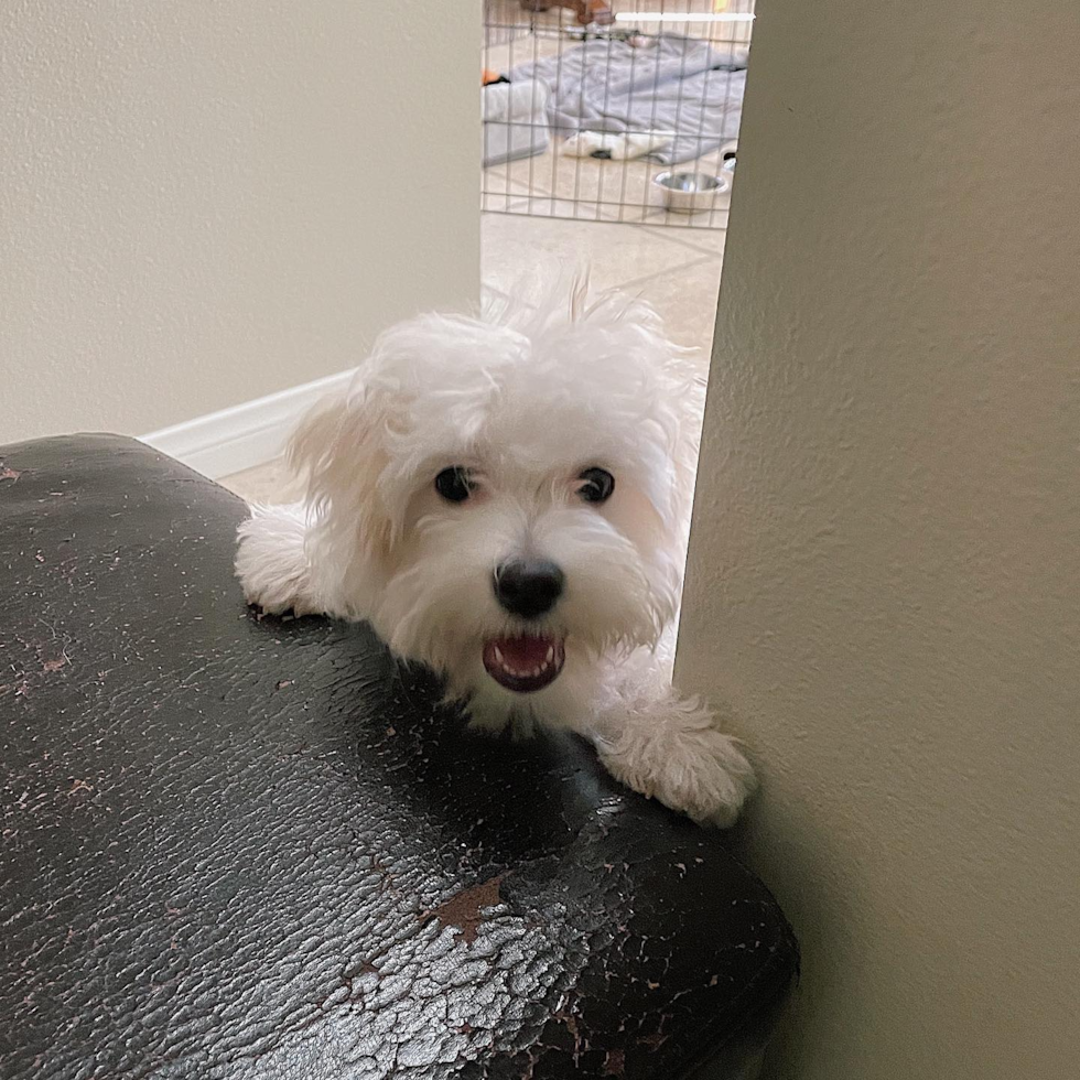 Irvine Maltipoo Pup