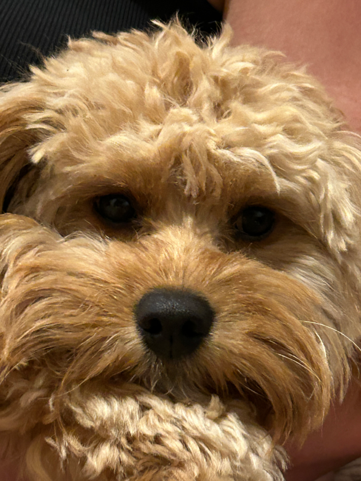 Friendly Cavapoo Pup