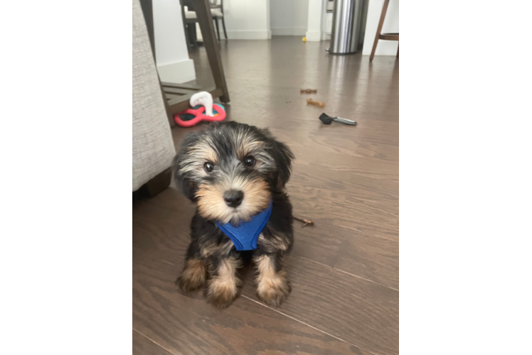 Adorable Yorkie Doodle Poodle Mix Puppy