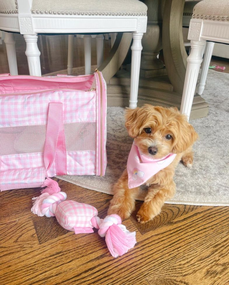 Friendly Maltipoo Pup