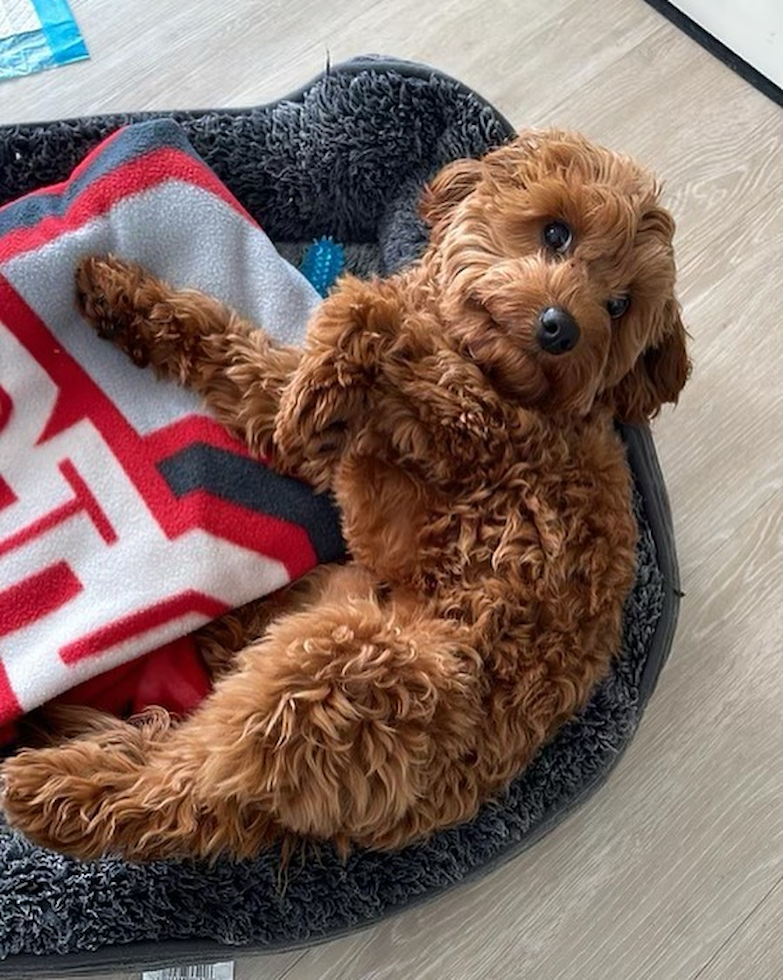 New York Cavapoo Pup