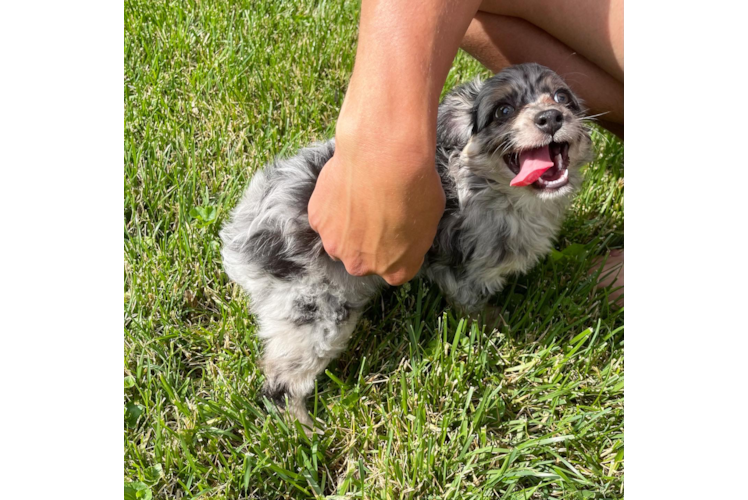 Sweet Mini Aussiedoodle Baby