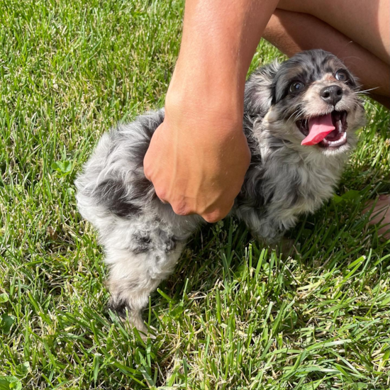 Playful Aussiepoo Poodle Mix Pup