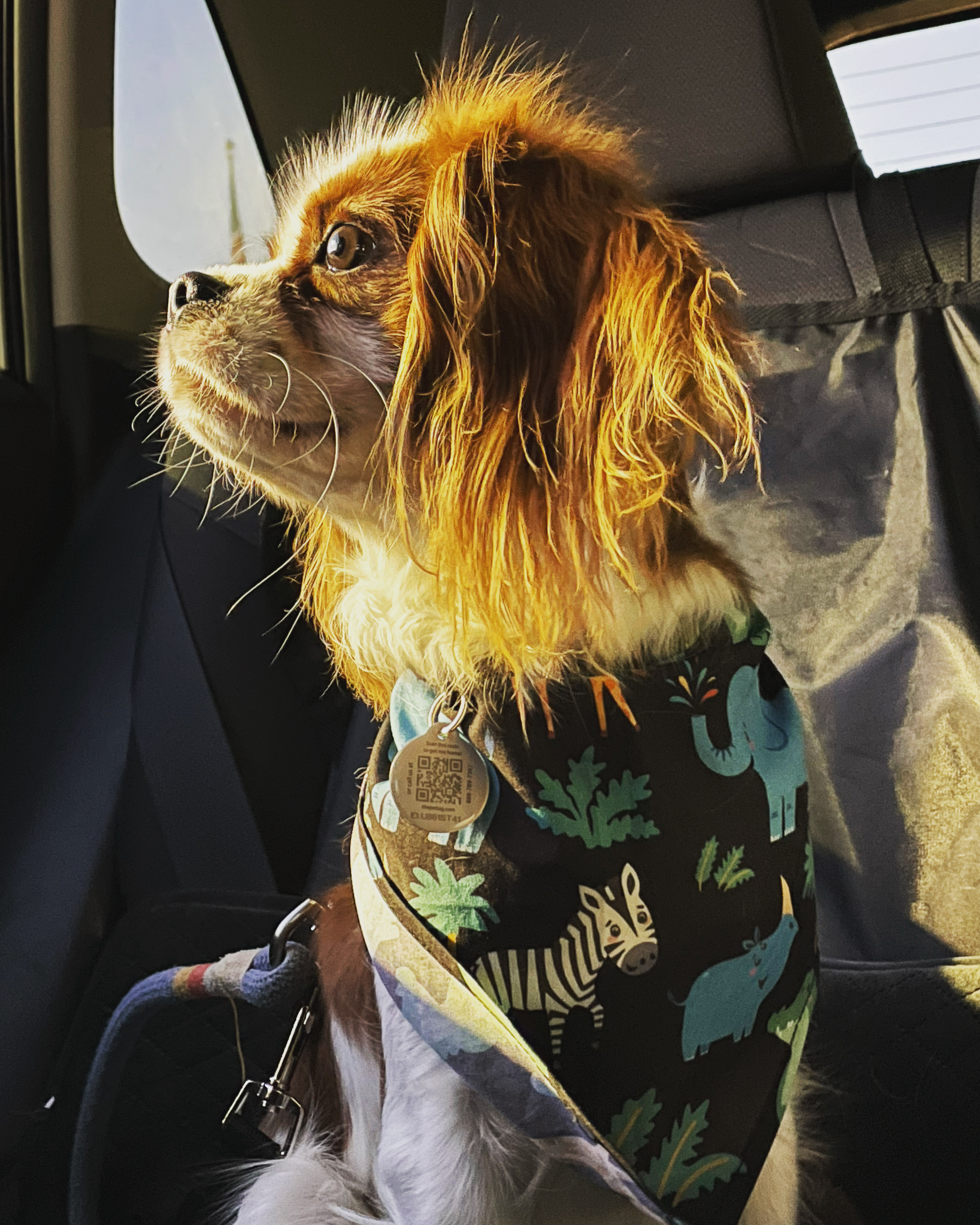 Hypoallergenic Cavalier King Charles Spaniel Baby