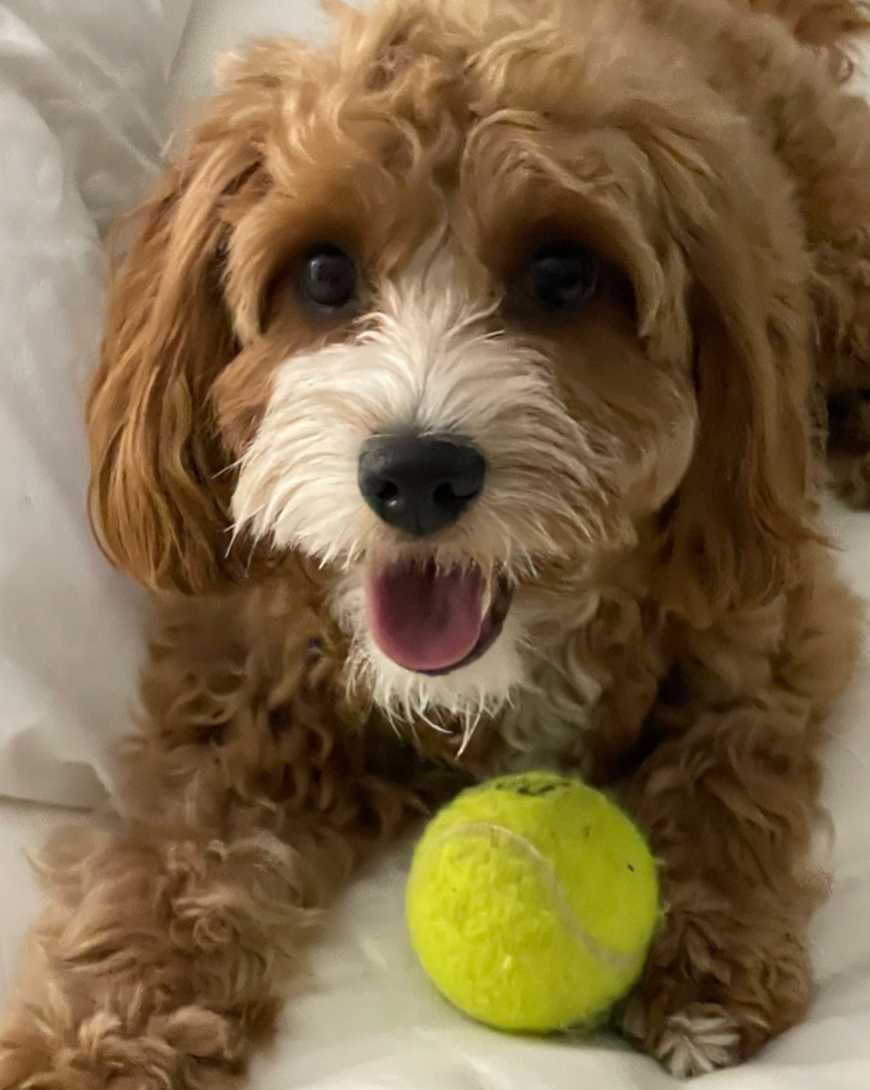 Playful Cavoodle Poodle Mix Pup