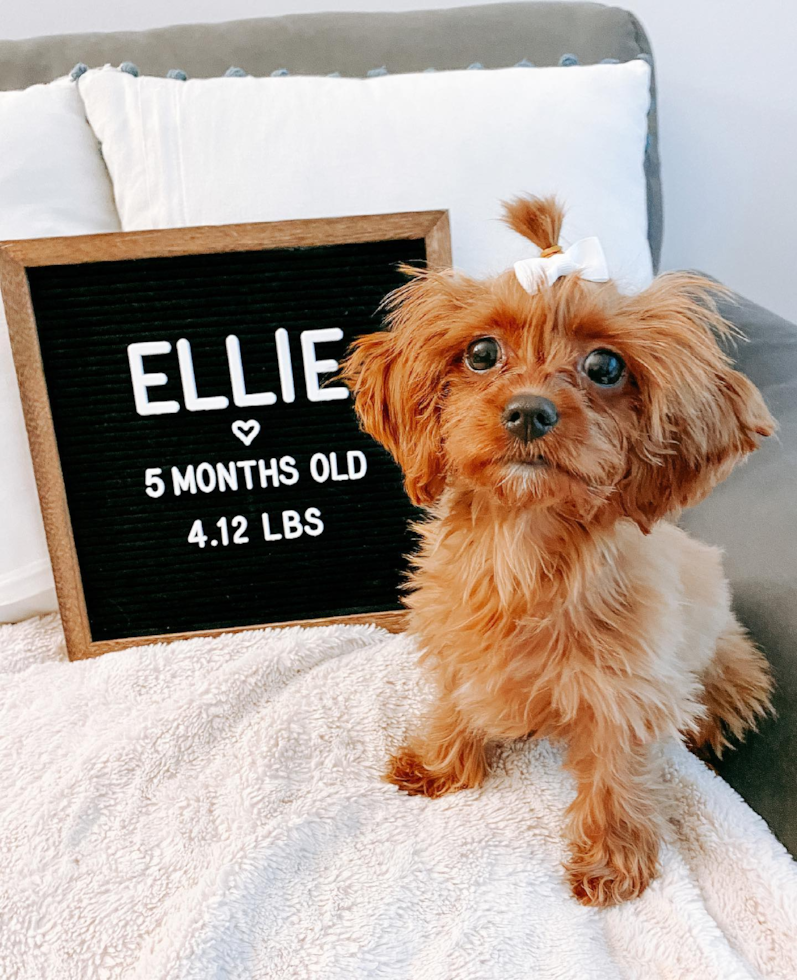 NEW YORK Cavapoo Pup