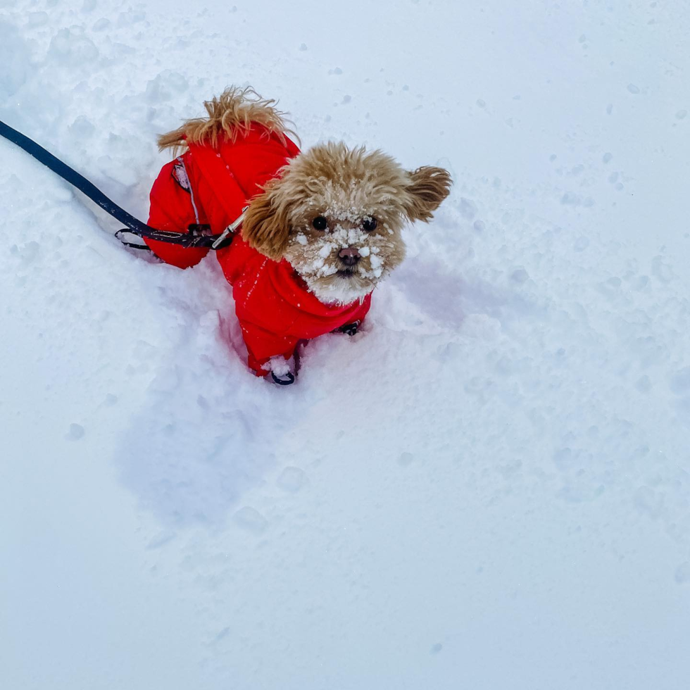 Sweet Maltipoo Pup