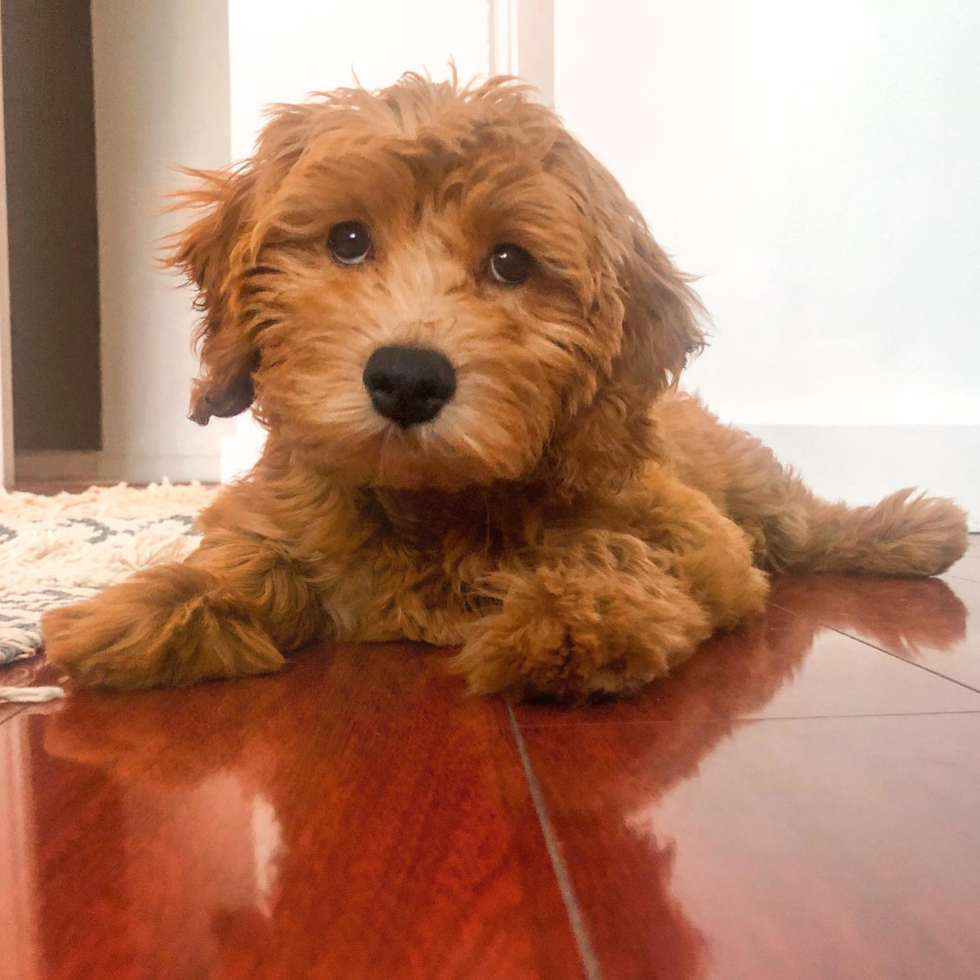 Hypoallergenic Golden Retriever Poodle Mix Pup