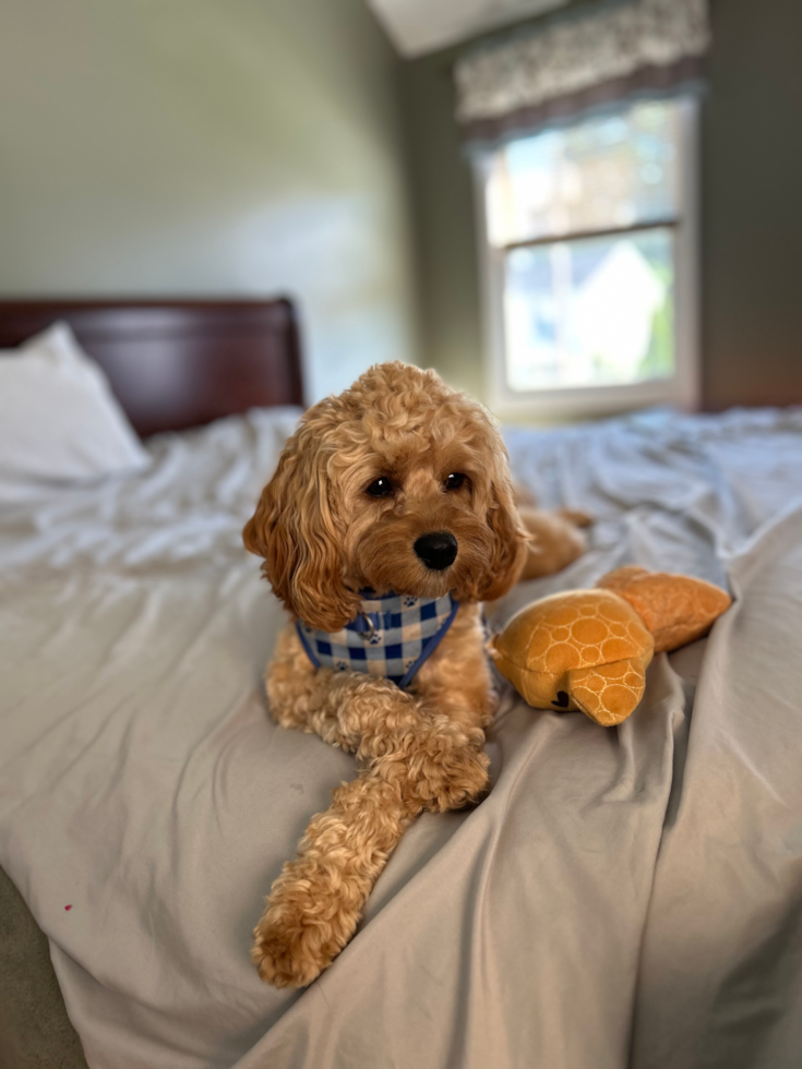 Friendly Cavapoo Pup in