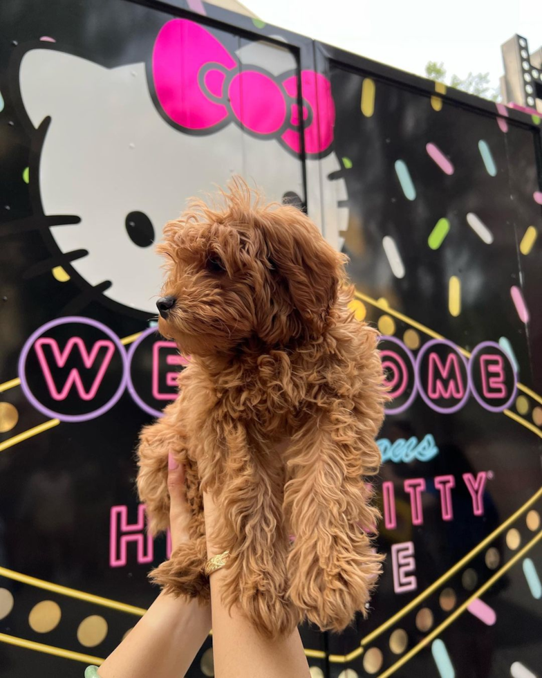 Sweet Mini Goldendoodle Pup in San Diego CA