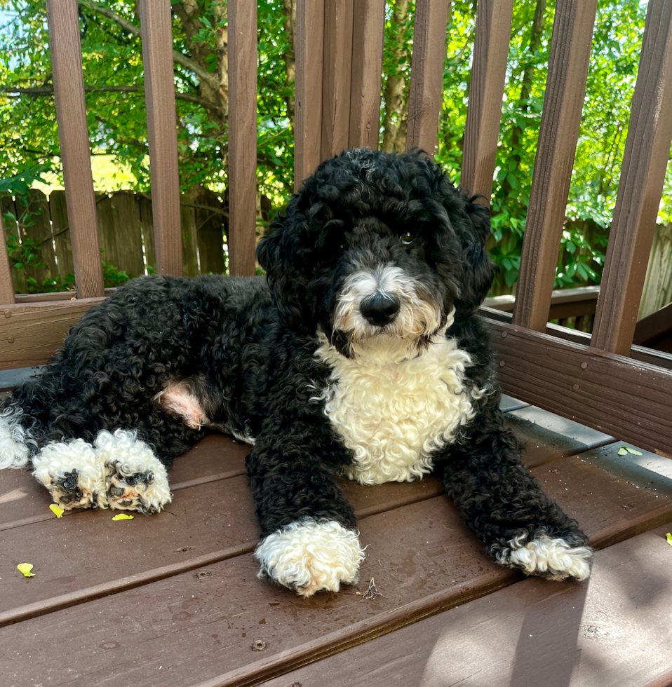 Mini Sheepadoodle Pup