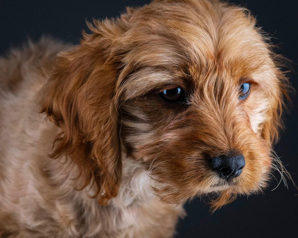 Burke Cavapoo Pup