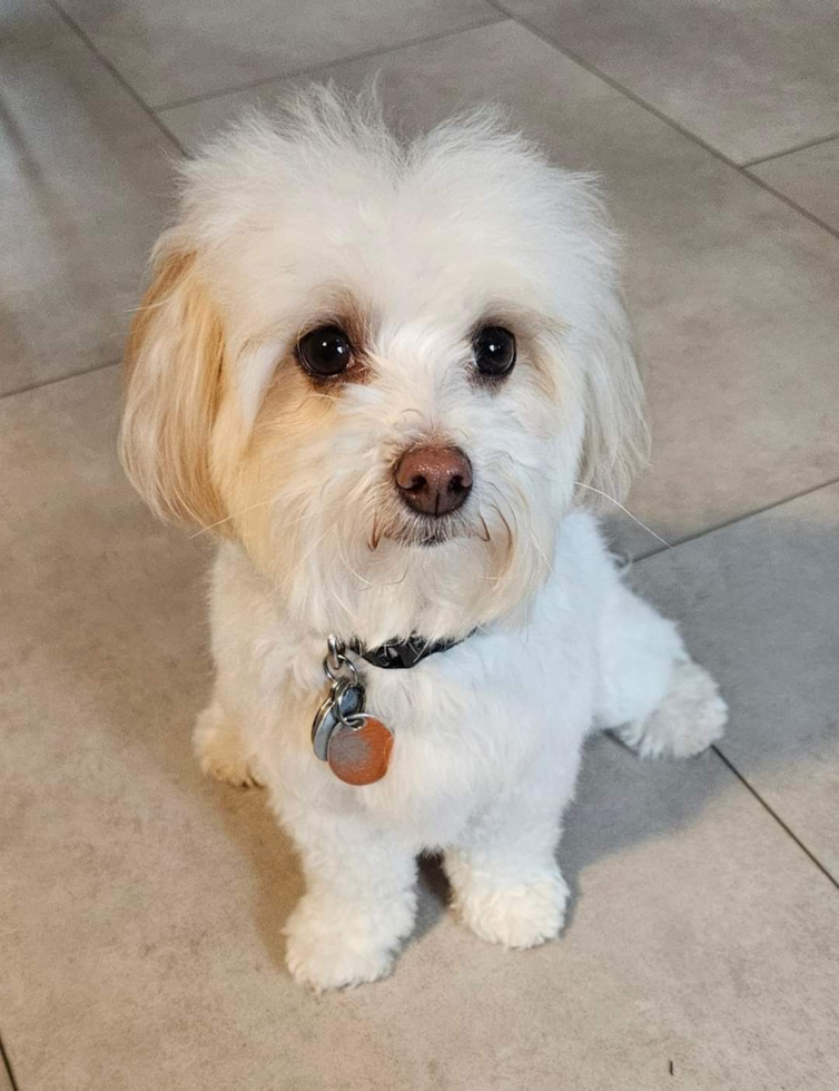 Happy Maltipoo Pup in