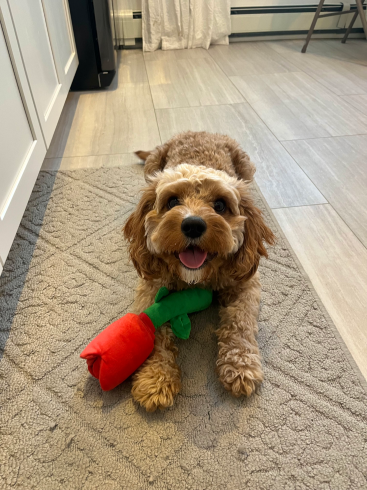 Cavapoo Pup