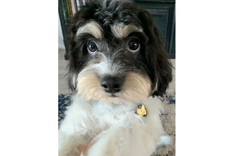 Small Cavachon Baby