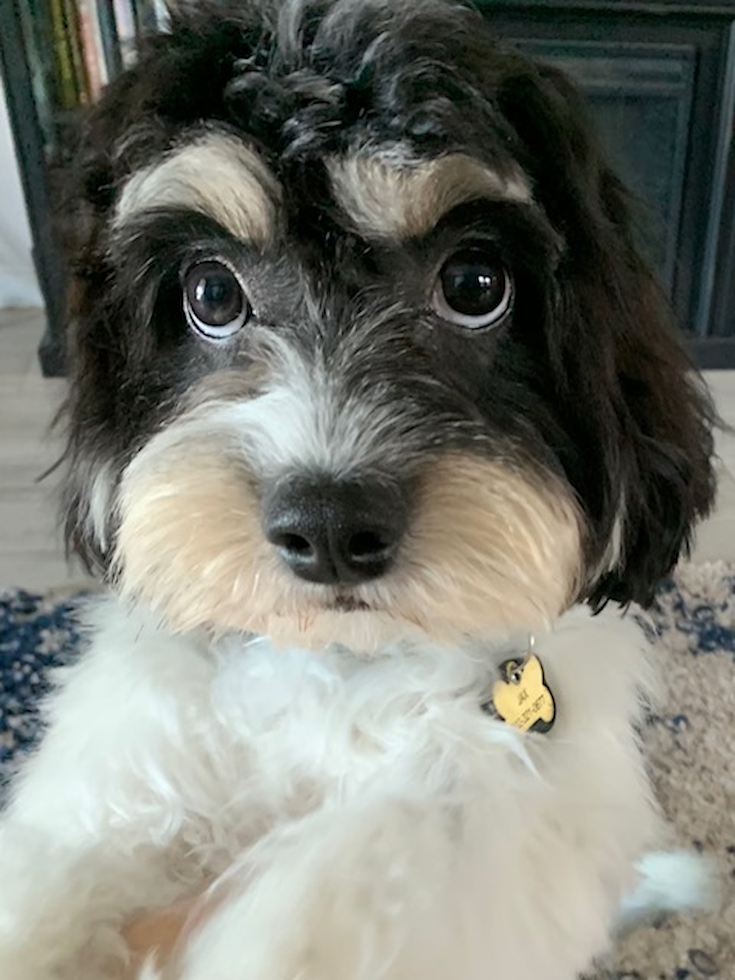 Cavachon Being Cute