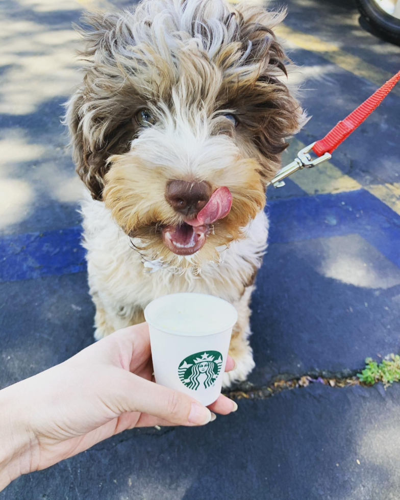 Encino Mini Aussiedoodle Pup