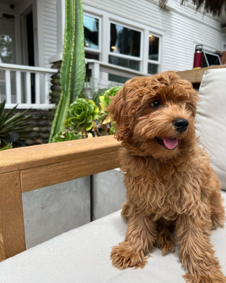 Smart Mini Goldendoodle Poodle Mix Pup