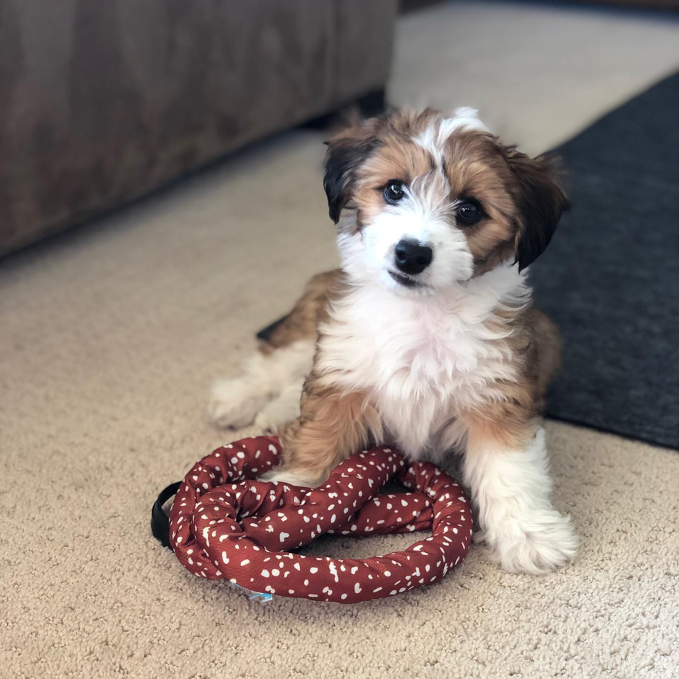 Happy Aussiechon Pup