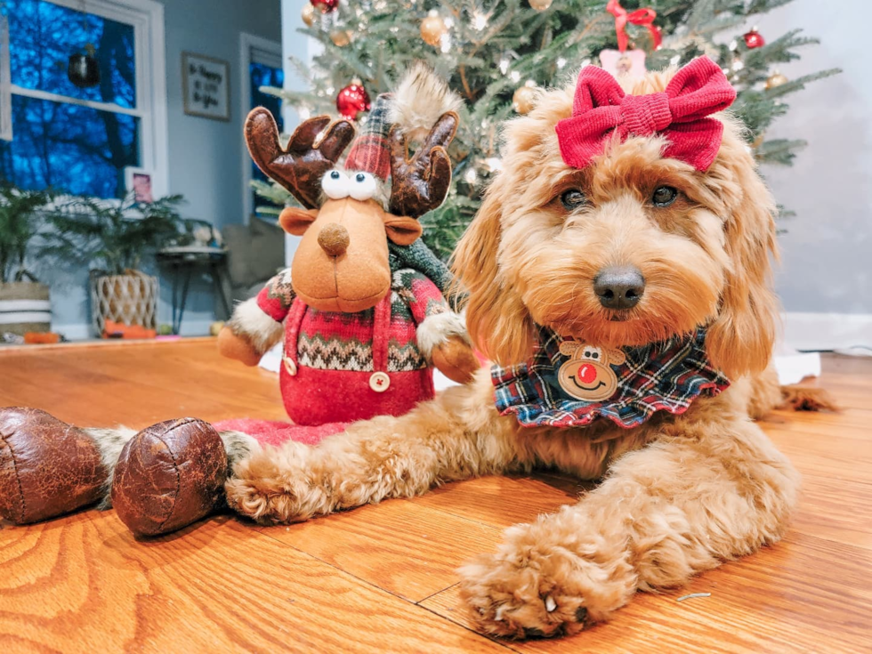 Sweet Mini Goldendoodle Pup