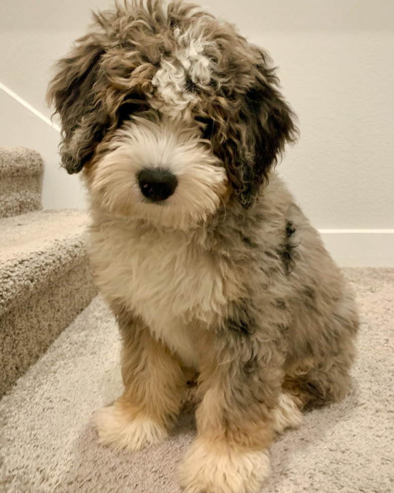 Funny Mini Bernedoodle Poodle Mix Pup